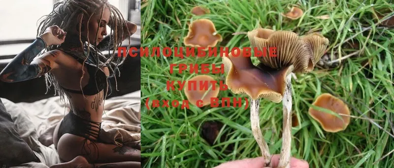 Псилоцибиновые грибы MAGIC MUSHROOMS  Красноперекопск 